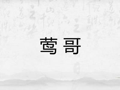 莺哥