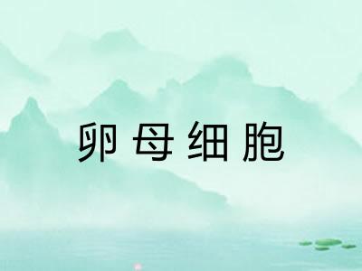 卵母细胞