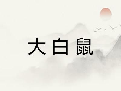 大白鼠