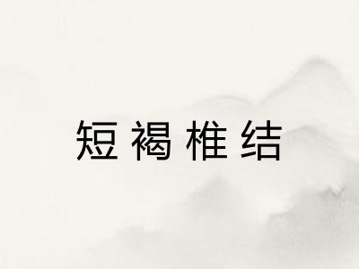 短褐椎结