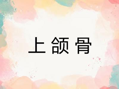 上颌骨