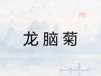 龙脑菊