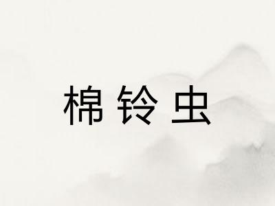棉铃虫