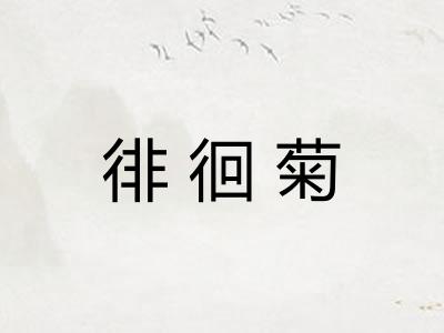 徘徊菊