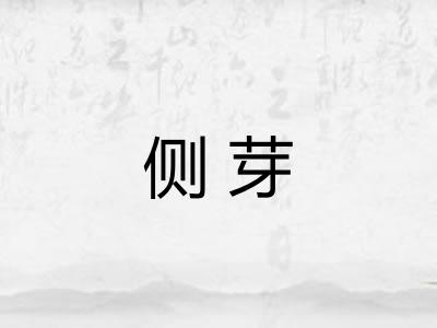 侧芽