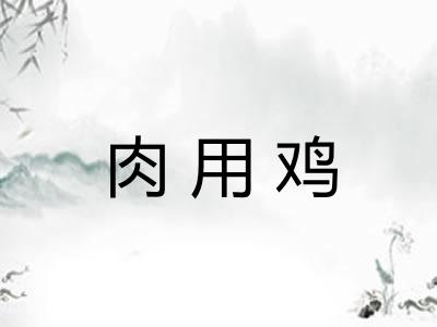 肉用鸡