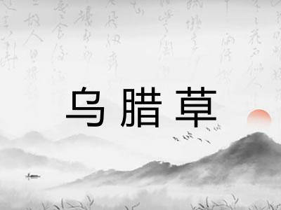 乌腊草
