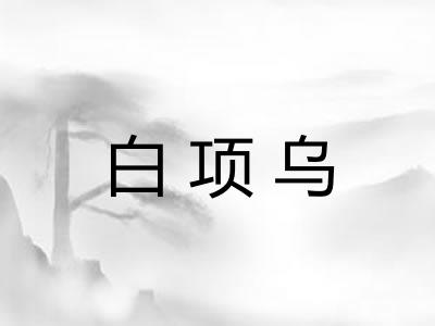 白项乌