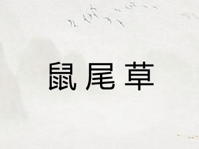鼠尾草