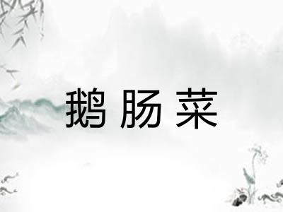 鹅肠菜