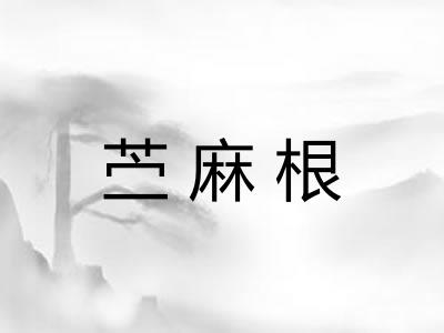 苎麻根