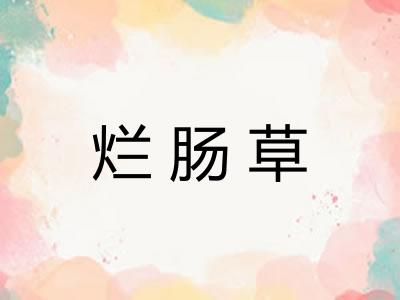 烂肠草