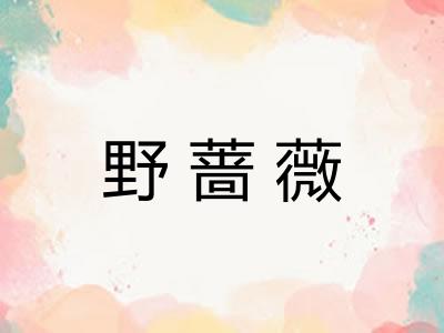 野蔷薇