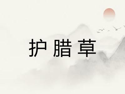 护腊草