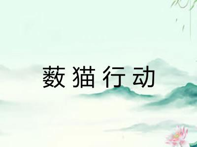 薮猫行动