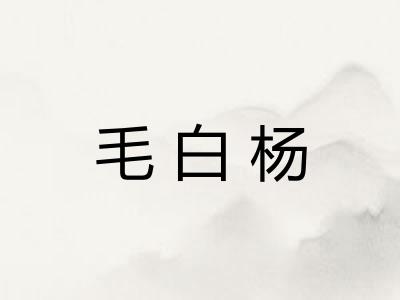 毛白杨