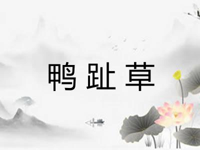 鸭趾草