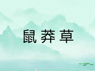 鼠莽草