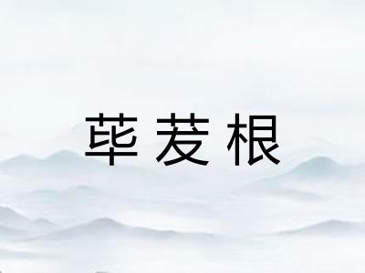 荜茇根
