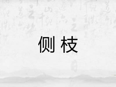 侧枝