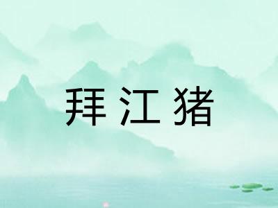 拜江猪