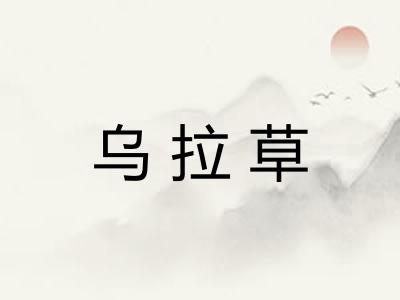 乌拉草
