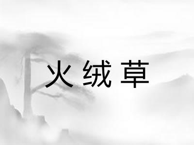 火绒草
