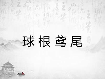 球根鸢尾