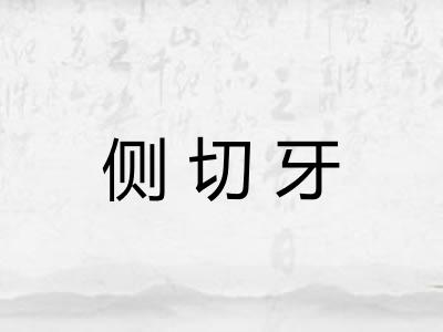 侧切牙