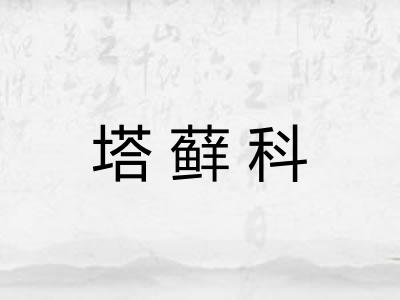 塔藓科