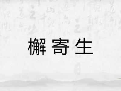 檞寄生