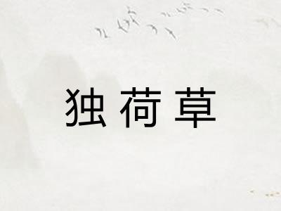 独荷草