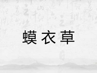 蟆衣草