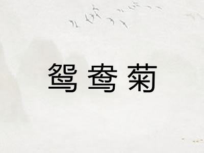 鸳鸯菊