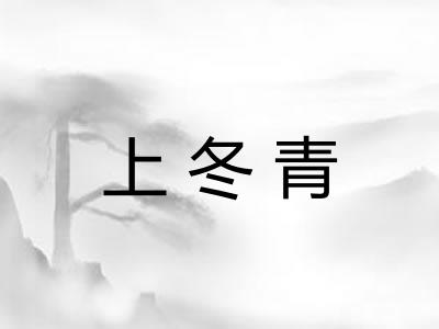 上冬青