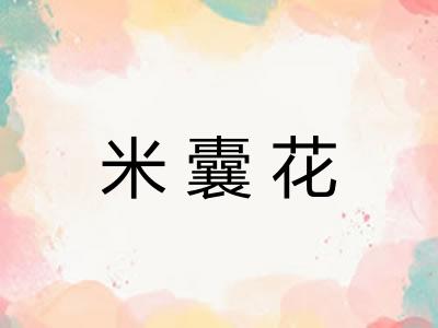 米囊花
