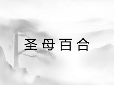圣母百合
