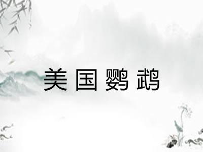 美国鹦鹉