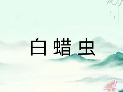白蜡虫