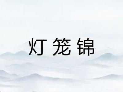 灯笼锦