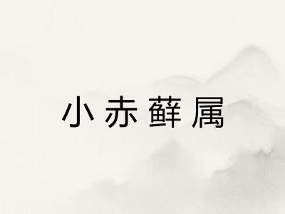 小赤藓属