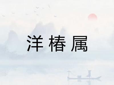 洋椿属