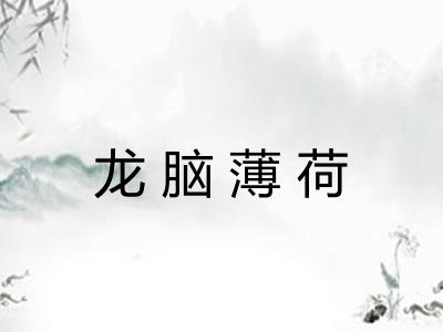 龙脑薄荷
