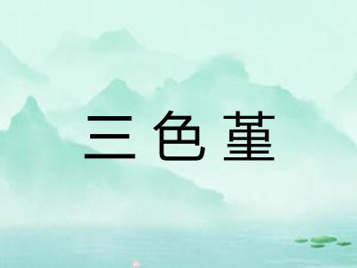 三色堇