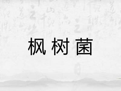 枫树菌